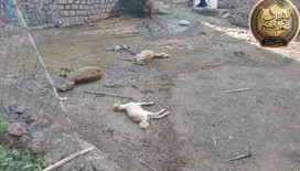 قبائل الصبيحة تثبت صمودها في مواجهة الحوثيين.. والقصف يطال الأعيان المدنية