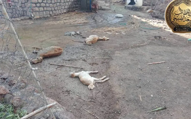 قبائل الصبيحة تثبت صمودها في مواجهة الحوثيين.. والقصف يطال الأعيان المدنية